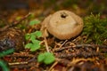 Lycoperdon Mushroom during spore formation Royalty Free Stock Photo