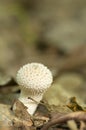 Lycoperdon perlatum