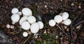 Lycoperdon Perlatum Or Common Puffball On A Dark Background. White Mushrooms Close Up. Top View