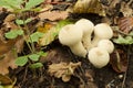 Lycoperdon perlatum Common Puffball Fungi Royalty Free Stock Photo