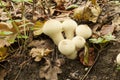 Lycoperdon perlatum Common Puffball Fungi Royalty Free Stock Photo