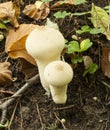 Lycoperdon perlatum Common Puffball Fungi Royalty Free Stock Photo