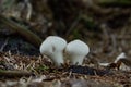 Lycoperdon perlatum - Common puffball tasty fungi in summer forest Royalty Free Stock Photo