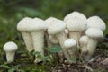 Lycoperdon perlatum