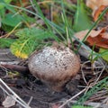 Lycoperdon perlatum fungus