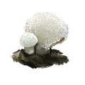 Lycoperdon perlatum mushroom digital art illustration. Gem-studded puffball ecological ingredient, biodiversity