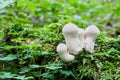 Lycoperdon perlatum in the natural environment.