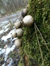 Lycoperdon pyriforme on grows moss