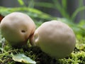 Lycoperdon pyriforme mushroom in the forest