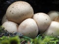 Lycoperdon pyriforme mushroom in the forest