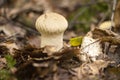 Lycoperdon pyriforme