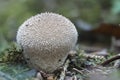 The Lycoperdon umbrinum is an edible puffball mushroom