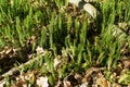 Lycopodiophyta, lycophyta, lycopods, botany, ground pines Royalty Free Stock Photo