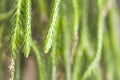 Lycopodium carinatum Desv.ex Lamk. or Huperzia fern