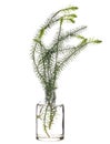 Lycopodium clavatum common club moss or stag`s-horn clubmoss in a glass vessel on a white background Royalty Free Stock Photo