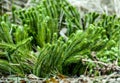 Lycopodium Lycopodium clavatum in the forest Royalty Free Stock Photo