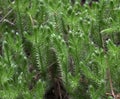 Lycopodium clavatum Royalty Free Stock Photo