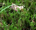 Lycopodium clavatum