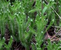 Lycopodium clavatum