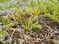 Lycopodium is a genus of ceramic mosses, also known as earth pines or creeping cedars. To be included in the Lithuanian