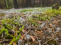 Lycopodium is a genus of ceramic mosses, also known as earth pines or creeping cedars. To be included in the Lithuanian