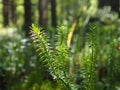 Lycopodium is a genus of clubmosses, ground pines or creeping cedars, in family Lycopodiaceae. Plants, with widely