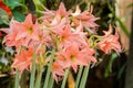Lycoris amaryllis flowers Royalty Free Stock Photo