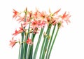 Lycoris amaryllis flowers Royalty Free Stock Photo