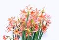 Lycoris amaryllis flowers Royalty Free Stock Photo