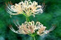 Lycoris radiata flowers in full bloom