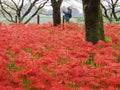 Red Spider Lily in Japan