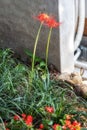 Lycoris radiata or red spider lily