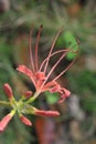 Lycoris radiate Royalty Free Stock Photo