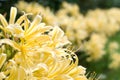 Lycoris rubroaurantiaca Royalty Free Stock Photo