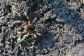 Lycosa Lycosa singoriensis, wolf spiders on gray ground Royalty Free Stock Photo