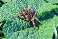 Lycosa Lycosa singoriensis, wolf spiders on green leaf Royalty Free Stock Photo