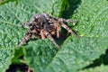 Lycosa Lycosa singoriensis, wolf spiders on green leaf Royalty Free Stock Photo