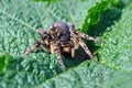 Lycosa Lycosa singoriensis, wolf spiders looking straight on leaf Royalty Free Stock Photo