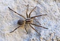 Lycosa singoriensis on a rock wall Royalty Free Stock Photo