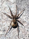 Lycosa singoriensis. Spider Tarantulas close-up. Macro Photo.