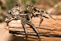 Lycosa tarantula Royalty Free Stock Photo