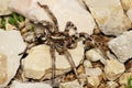 Lycosa tarantula detail Royalty Free Stock Photo