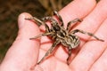 Lycosa tarantula on hand Royalty Free Stock Photo