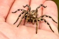 Lycosa tarantula on hands Royalty Free Stock Photo