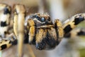 Lycosa tarantula macro photo Royalty Free Stock Photo