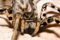 Lycosa tarantula portrait Royalty Free Stock Photo