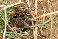 Lycosa tarantula with the young Royalty Free Stock Photo