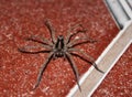 The beauty of a solitary wolf spider on the floor