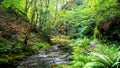 Lydford Gorge, Dartmoor Devon