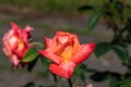 `Lydia` shrub rose, close up. 2021 Royalty Free Stock Photo